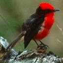 Pajarito 1